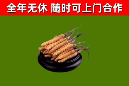 平顶山回收散虫草